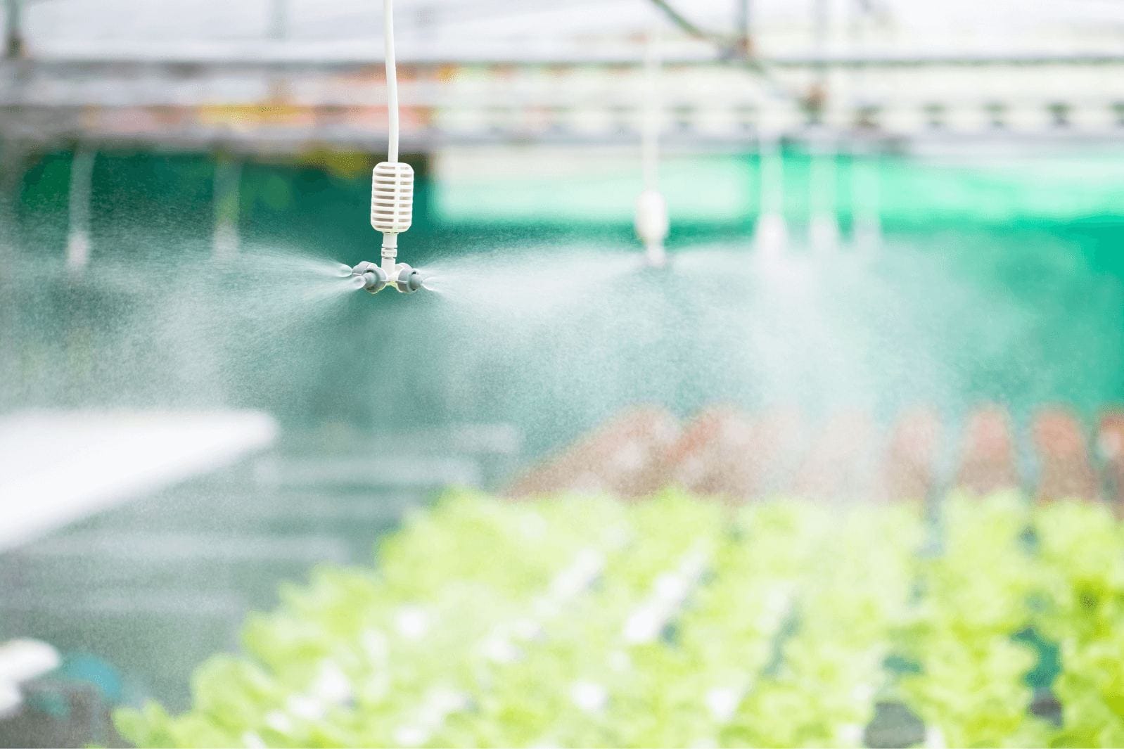 misting spray system emitting vapour into the air over agriculture crops